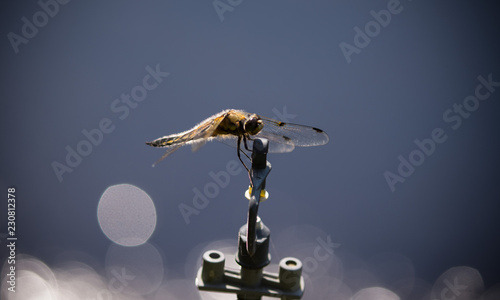 libellula controluce appoggiata su un irrigatore