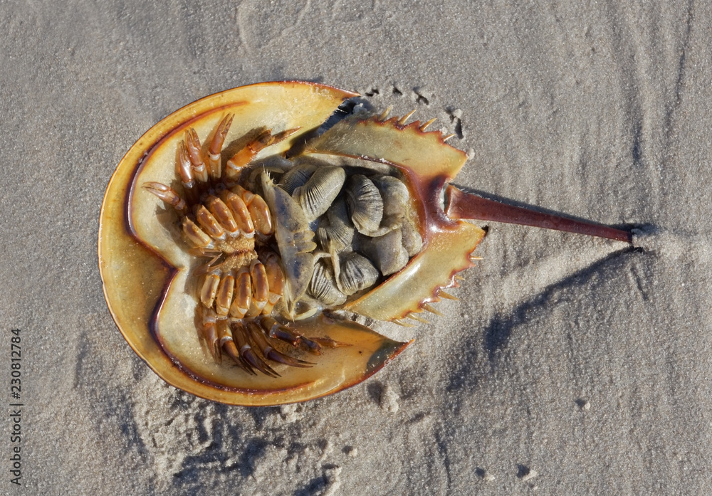 Strange and creepy underside of horseshoe crab on beach. Roe is edible
