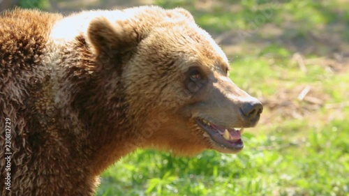 Brown Bear In Zoo