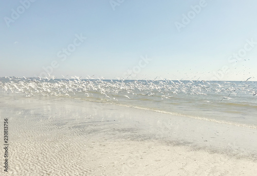 Flock of birds on a beach in Florida