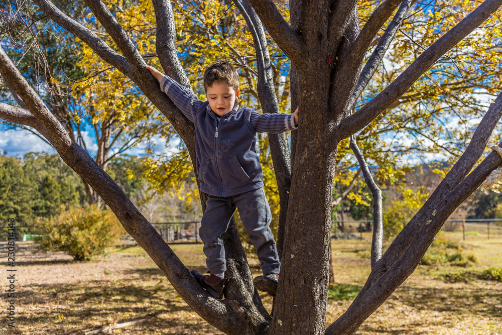 Small boy climbing a tree in Australia. Small boy climbing a tree in Australia.