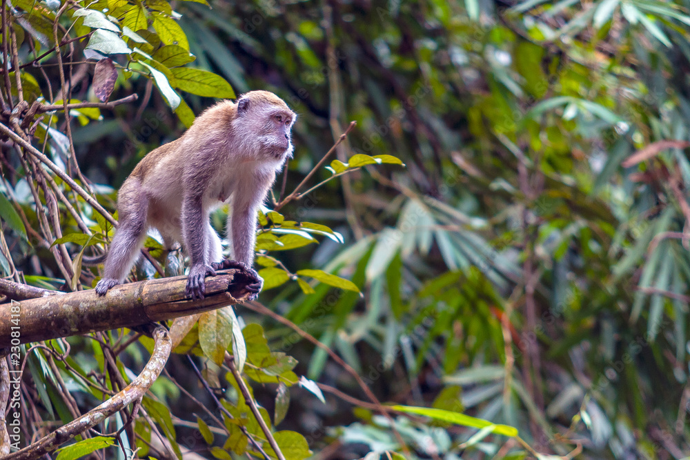 Long-tailed macaque Long-tailed macaque