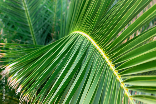 Close-up view of fresh green palm tree leaf. Selective focus.