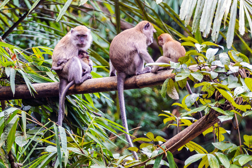 Long-tailed macaque family © adznee fotografia
