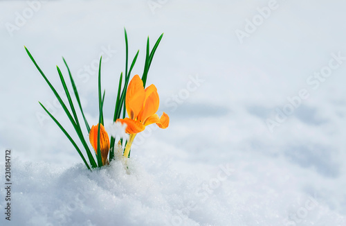 beautiful snowdrop flower yellow Crocus makes its way from under a white snow...