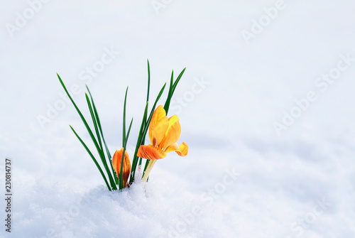 beautiful snowdrop flower yellow Crocus makes its way from under a white snow...
