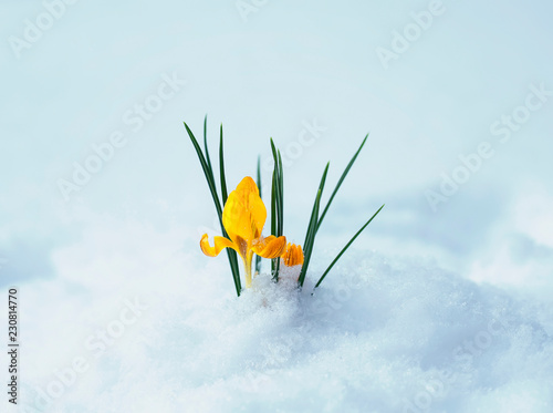 beautiful flower yellow Crocus makes its way from under the white snow in ear...