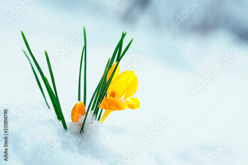 clear beautiful flower-snowdrop yellow Crocus makes its way from under the wh...