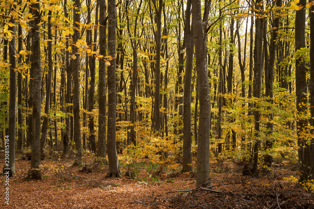 Obraz premium Forest in the november with yellow autumn leaves