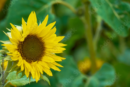 Blossoming sunflower flowers on the farm field. Macro close up view