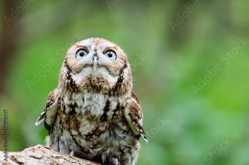 Screech Owl Looking at You