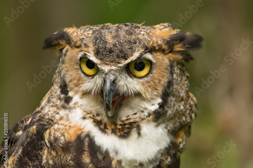 A Great Horned Owl with Beak Open © Liz Albro Photos