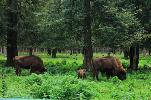family of Buffalo in their natural habitat