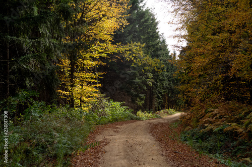 Countryroad through forest in autumn