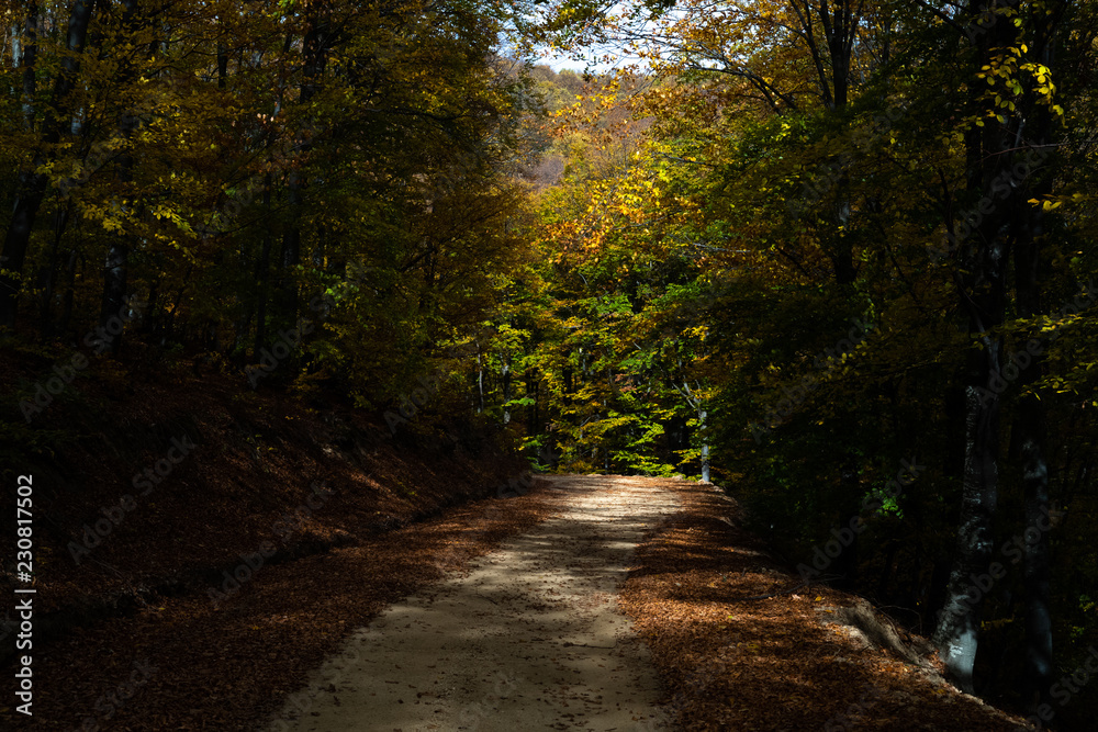 Fototapeta premium Countryroad through forest in autumn