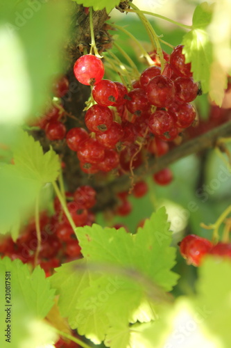 berries of red currant on bush