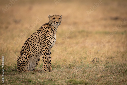 Cheetah sits on grassy plain turning head