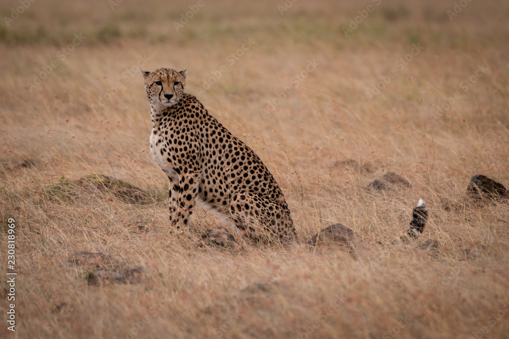 Cheetah sitting in grass surrounded by rocks Cheetah sitting in grass surrounded by rocks