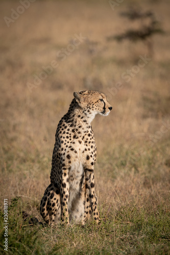 Cheetah sitting in dry grass facing right