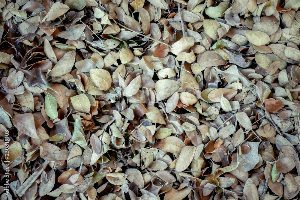 abstract background texture autumn fallen leaves on brown forest soil
