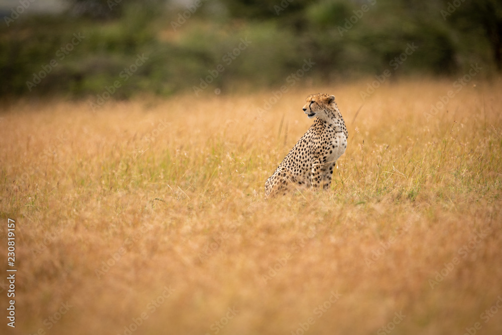 Cheetah sitting in long grass turning head Cheetah sitting in long grass turning head