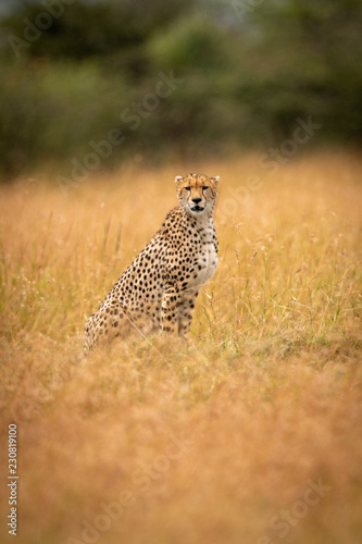 Cheetah sitting in long grass facing camera