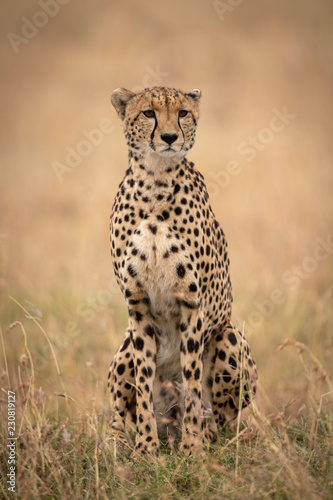 Cheetah sitting in long grass looking ahead