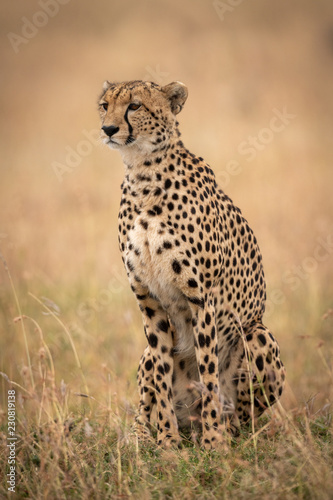 Cheetah sitting in long grass looking left
