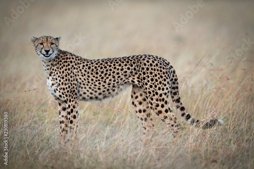 Cheetah standing in grass appearing to smile