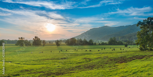 Cuadro en lienzo Sunset with Grazing Cows Powell County, KY