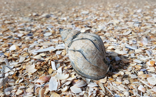 Meeresschnecke, Nordsee photo