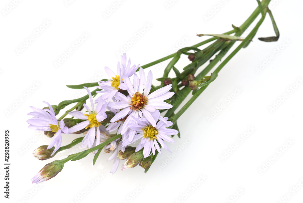 Naklejka premium Strandaster, Tripolium, pannonicum