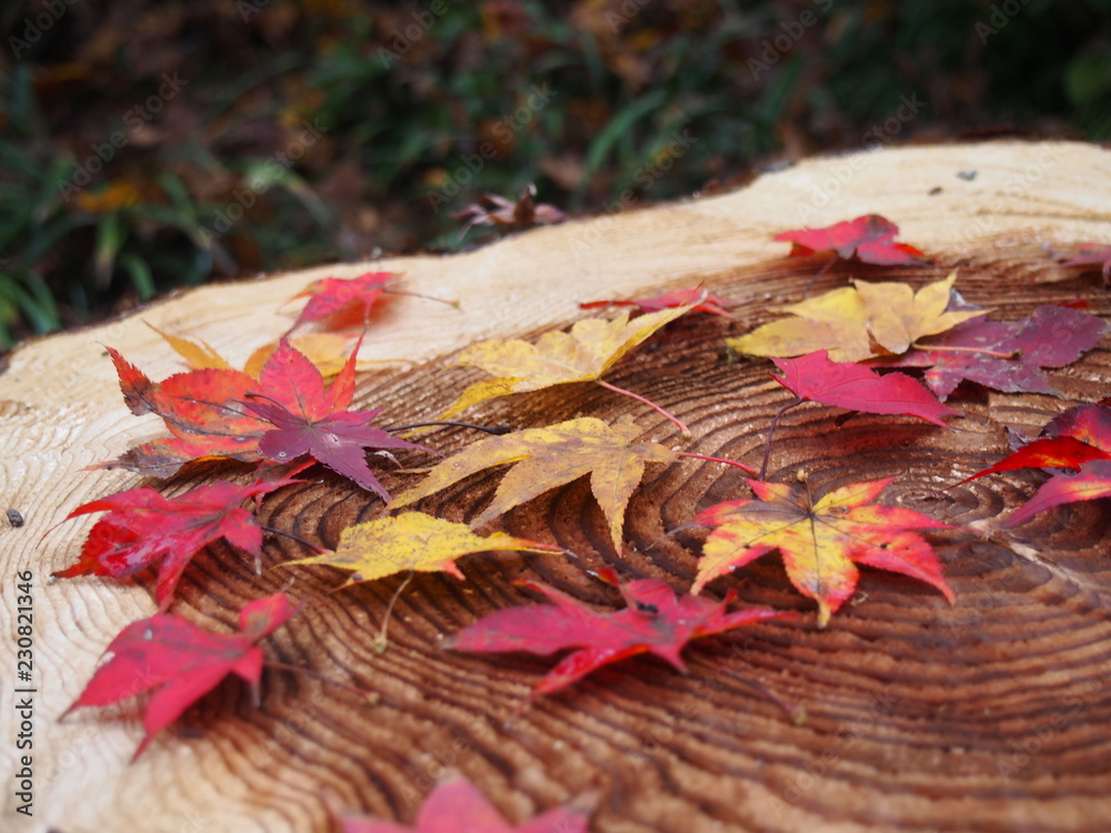 Obraz premium OLYMPUS DIGITAL CAMERA