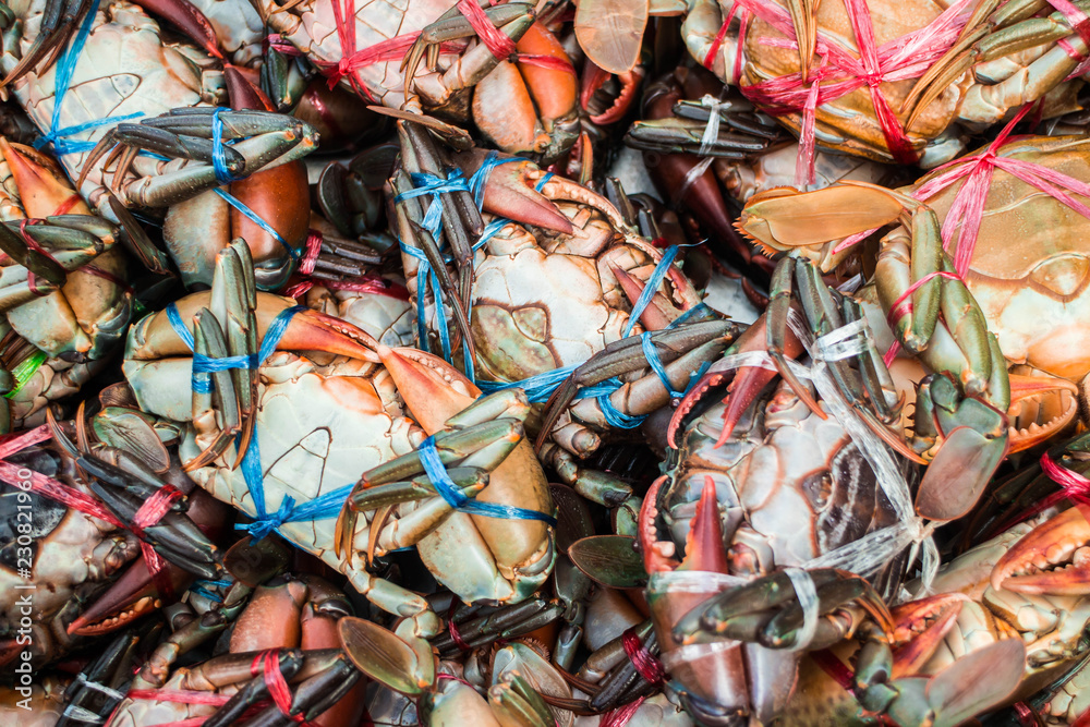 Giant mud crab on market. It was tied up for customers in the southern Thailand market. Giant mud crab on market. It was tied up for customers in the southern Thailand market.