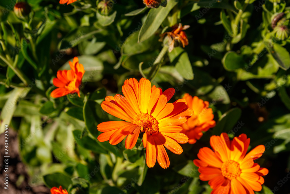 Orange calendula flower in garden Orange calendula flower in garden