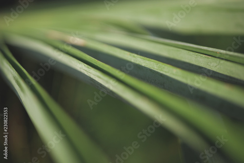 closeup of green leaf palm tree
