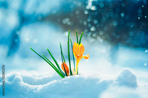 beautiful flower snowdrop yellow Crocus breaks from under the white snowdrift...