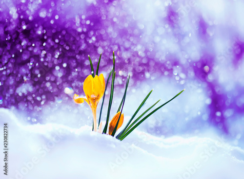beautiful bright yellow flower snowdrop Crocus grows on white snowdrift in ea...