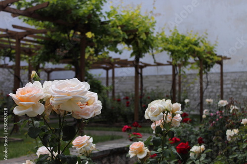 flowers in the garden