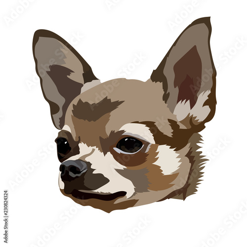 Chihuahua dog head vector © Popenko