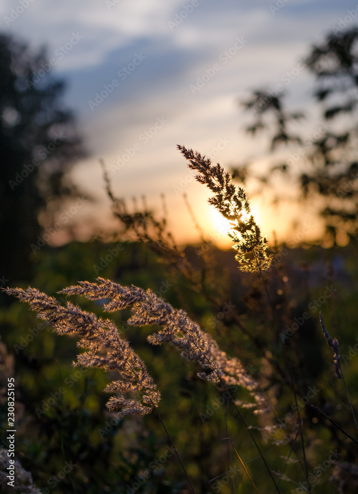Golden spikelets in the field during sunset. Golden spikelets in the field during sunset.