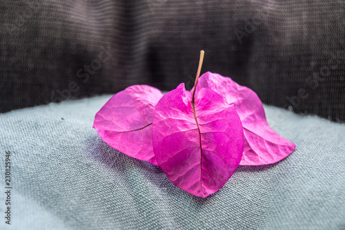 Pink leaves of autumn macro photo