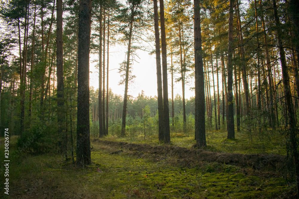Sunny forest Sunny forest
