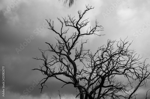 Sillouette of a tree with clouds © Maria