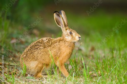European Brown hare in meadow © Ana Gram