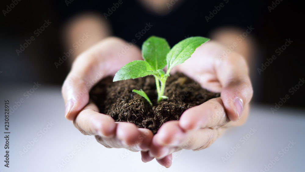 woman hands holding soil and new growing plant on her hands woman hands holding soil and new growing plant on her hands