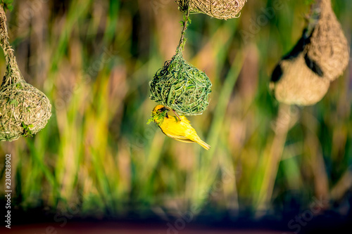 Maskerwever (Ploceus velatus) bouwt nest in Hammanskraal, Gauteng, Zuid-Afrika. photo