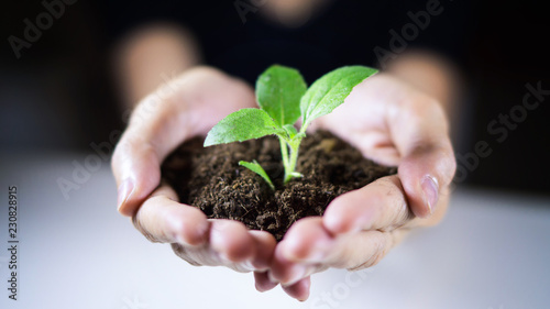 woman hands holding soil and new growing plant on her hands