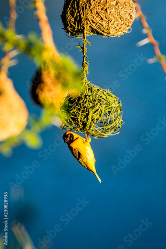 Maskerwever (Ploceus velatus) bouwt nest in Hammanskraal, Gauteng, Zuid-Afrika. photo
