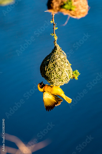 Maskerwever (Ploceus velatus) bouwt nest in Hammanskraal, Gauteng, Zuid-Afrika. photo